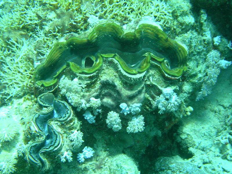 SAFAGA 07  2008 094.jpg